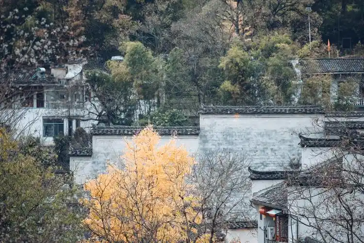 秋.#谁不喜欢这满屏诗画之地 #寻一处幽静觅一份清欢   自 - 抖音