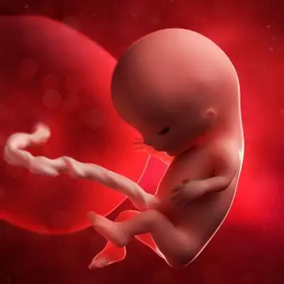 怀孕11周:宝宝基本情况