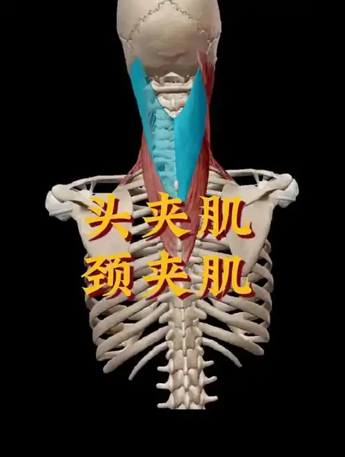 肌肉解说——头夹肌,颈夹肌