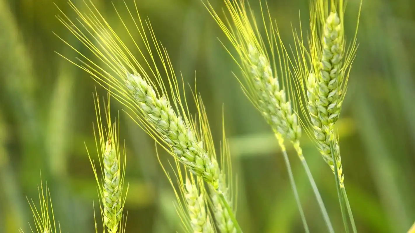 首页 桌面壁纸 风景壁纸 绿色护眼清新风景壁纸精选(下)