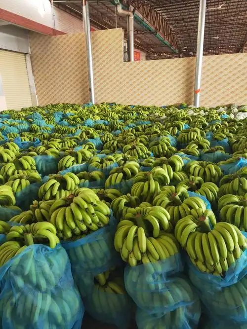 [菲律宾香蕉批发] 香蕉价格1.5元/斤 - 惠农网