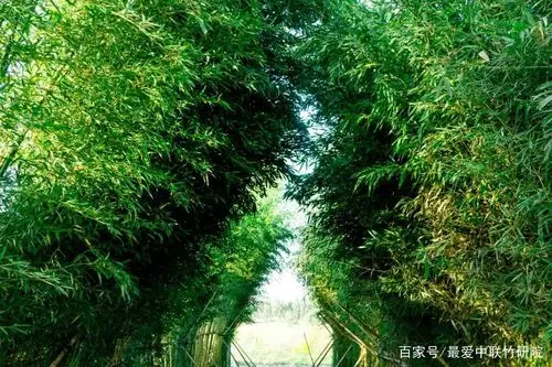 电影《十面埋伏》取景地之雄安分景