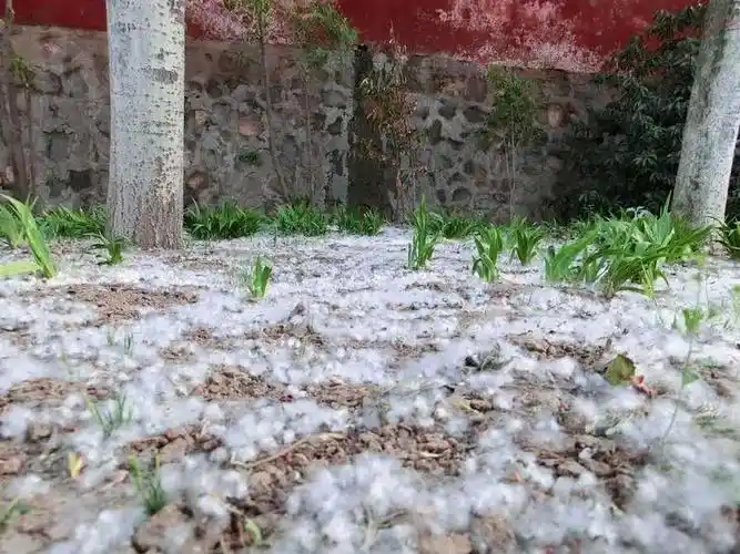 杨柳絮纷飞市民莫慌张