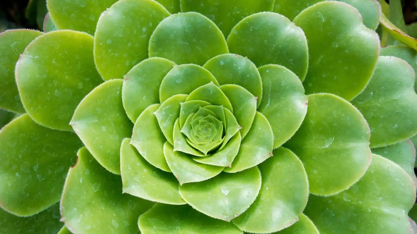 唯美多肉盆栽植物高清桌面壁纸