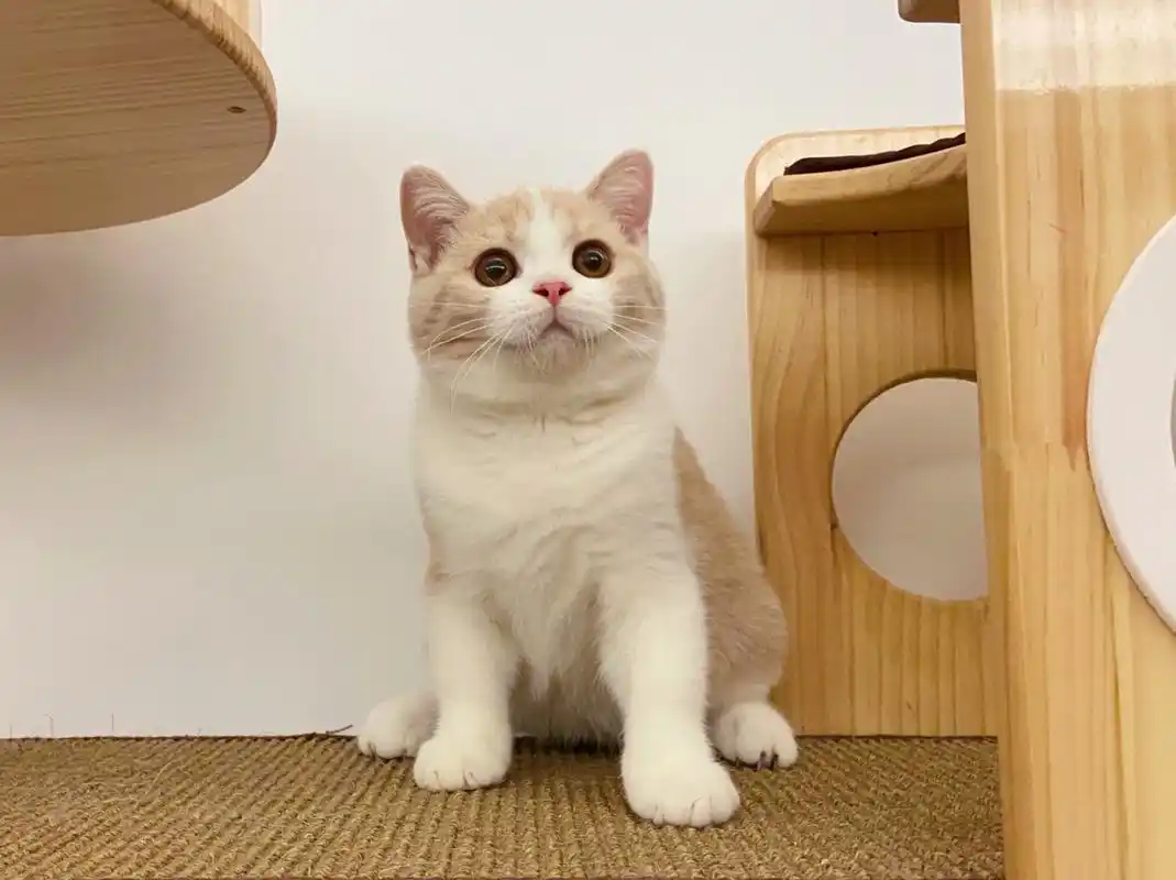 给大家种草一下英短乳白 乳白真的是一个非常温柔,治愈的颜色 这是