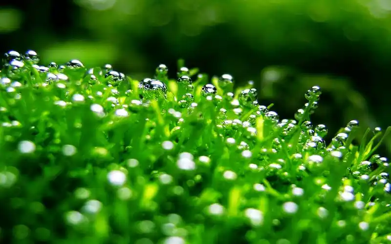 高清养眼绿色桌面壁纸1920x1200