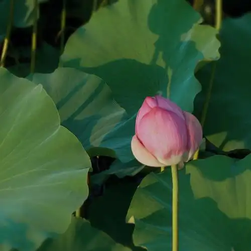 翡翠湖的荷花花