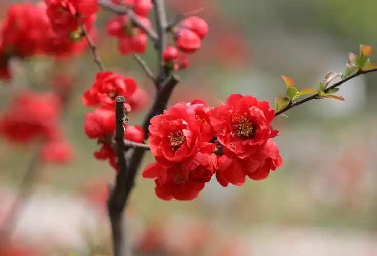 拍海棠花-高桩长寿乐