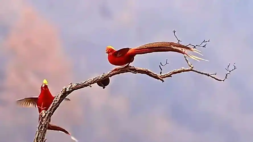 世界唢呐名曲《百鸟朝凤》