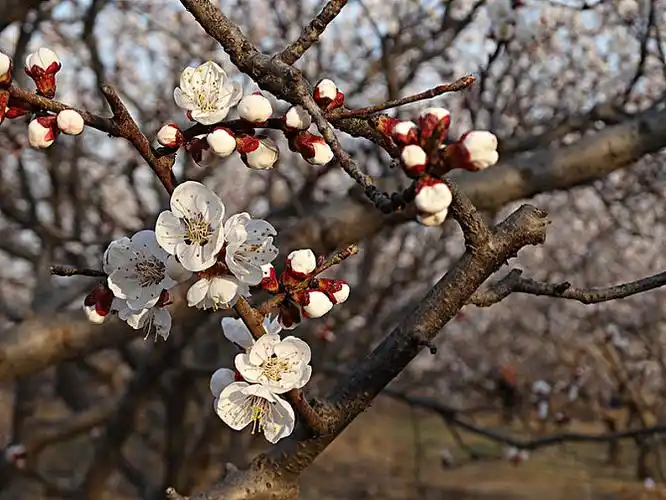 杏花图片_全景网