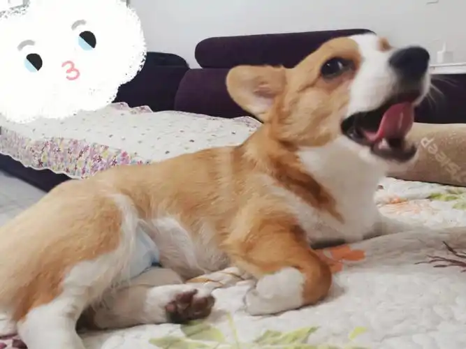 十七是大狗狗啦