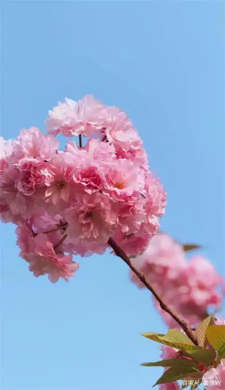 治愈系手机壁纸唯美高清_意境小清新风景壁纸图片