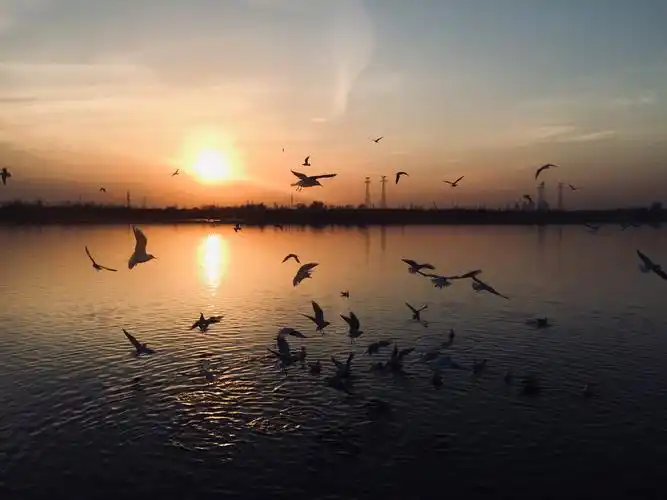 海河两岸美丽的晚霞景色,吸引着城群的海鸥落在海河水面与人相处.