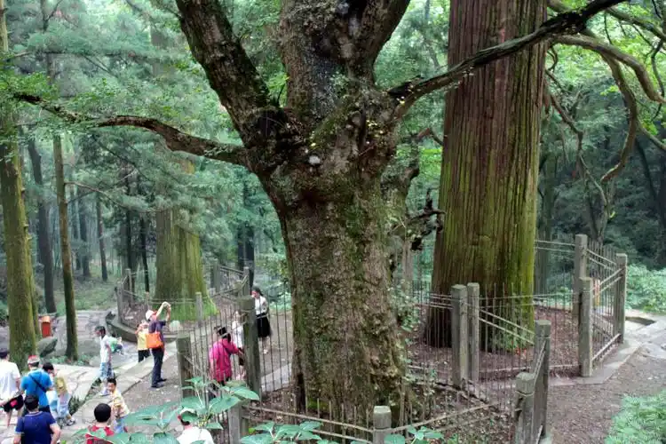 即便夏天骄阳下,人行其间,仍颇感凉爽,约300米即到三宝树.