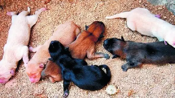 二货哈士奇意外怀孕,两个月后看到这一窝崽,我气的眼泪都出来了-萌宠