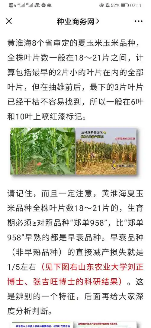 请记住,任何一个玉米品种,对产量的贡献仅仅占20%～30%,因为,所有玉米