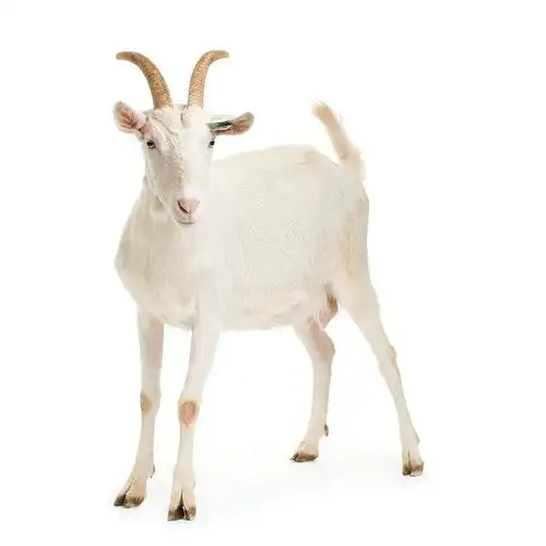 山羊图片_山羊图片大全_山羊图片下载