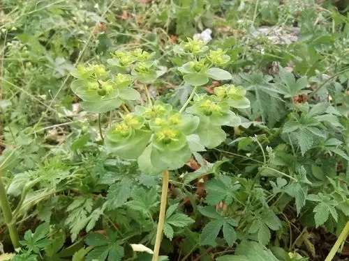 小狼毒,根可入药,具有利水消肿,泻下通便,湿阻中满的功效.