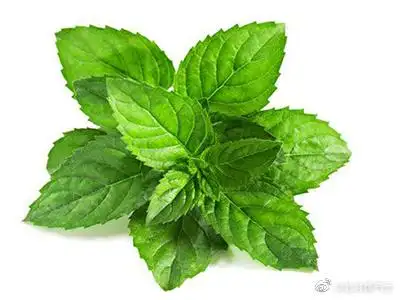 膳食养生薄荷中医上有哪些妙用