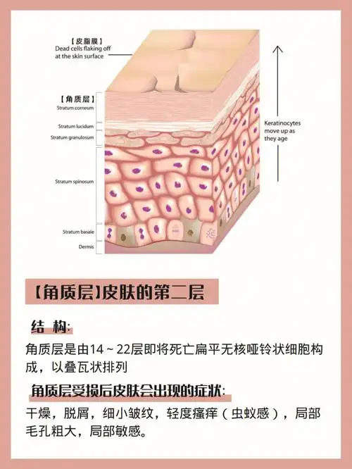 皮肤生理学之角质层补水丨带你了解皮肤问题