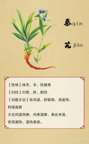 鸿茅药酒:神奇的药草——秦艽