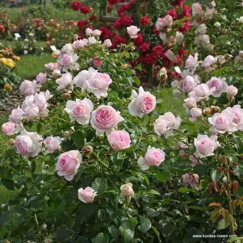 经典灌木月季品种推荐-月季坑_第101页