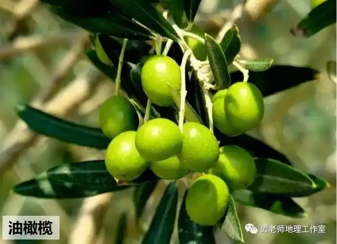 为什么说世界上分布最为广泛的气候类型是地中海气候?