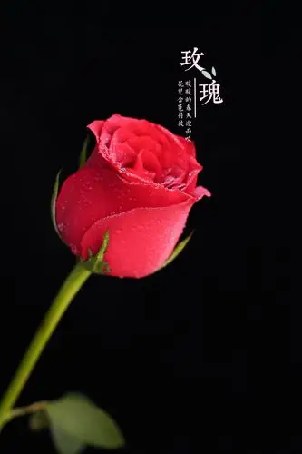 含苞待放的玫瑰