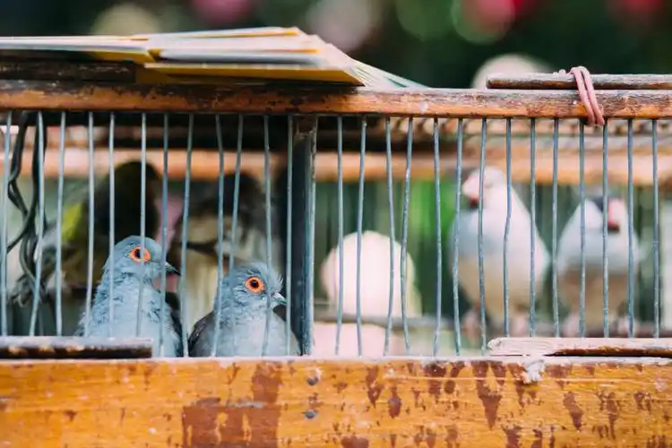 市场里笼子里的鸽子图片下载