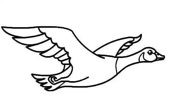 大雁简笔画三步 大雁简笔画三步 步骤