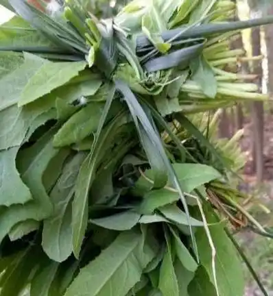 乡间的曲曲菜可是救命草踏青能遇到那真有福气