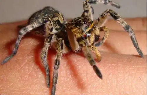 2秒钟就能毒死敌人遇到这种鬼脸蜘蛛切记绕道走