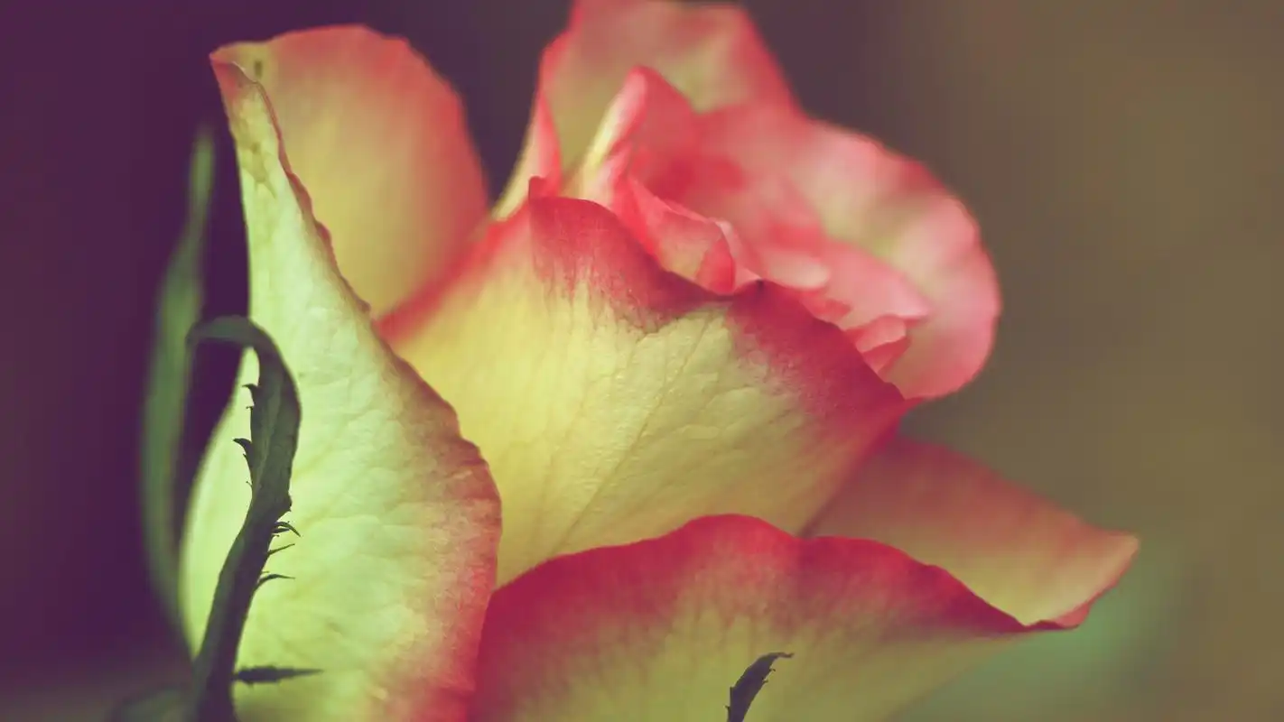 艳丽的花多微距摄影高清壁纸