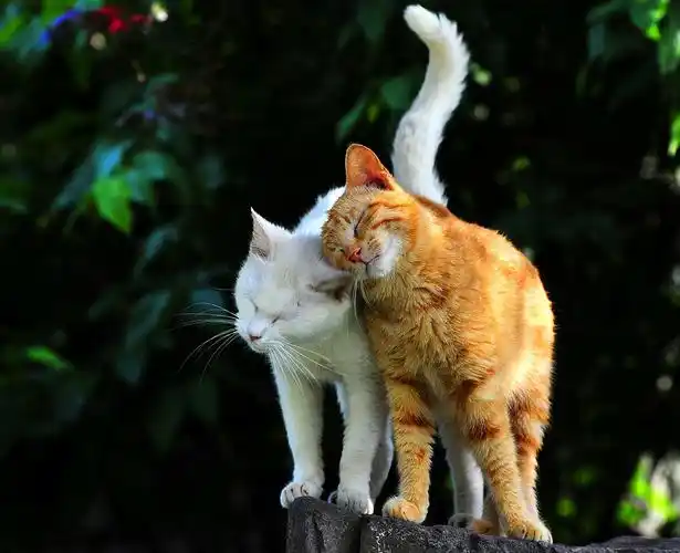 家附近的小公园里发现的,当时它们卧在一块不大的石头上相互依偎着