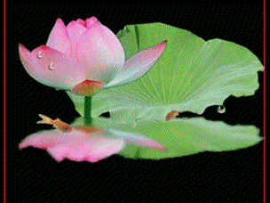 荷花池里的小鱼,我制作的高清动画照片,图片集