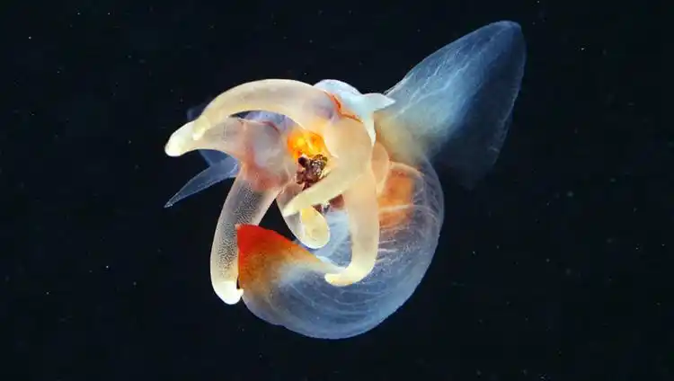 珍稀海天使美丽的冰海精灵