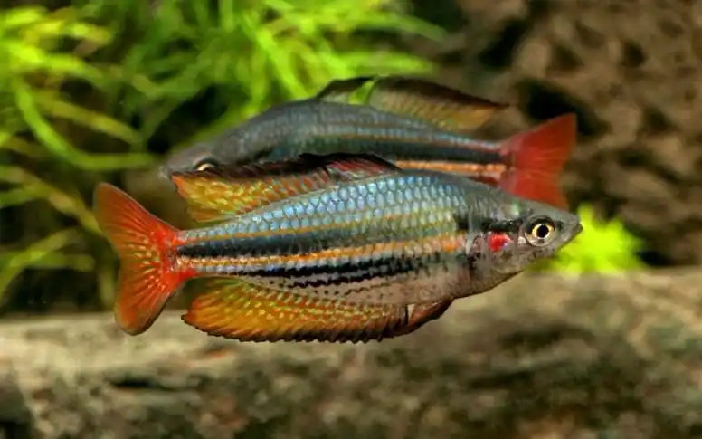 【转载】原生境的澳洲虹银汉鱼melanotaenia australis_哔哩哔哩_bili