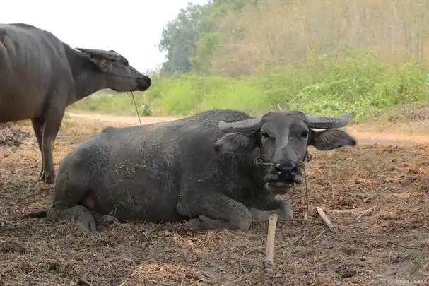 黄牛水牛能否杂交?它们的后代是什么样子,是否能成新的物种?