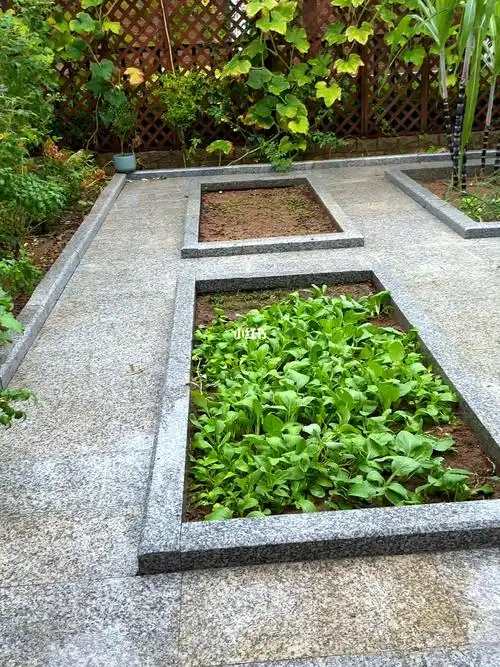 今日小菜园国庆迎甘露