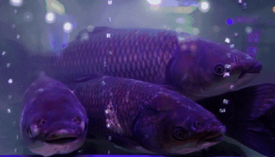 乌江鱼和黑鱼等在鱼池是活蹦乱跳一店就能看到专门养鱼的鱼池活鱼现杀