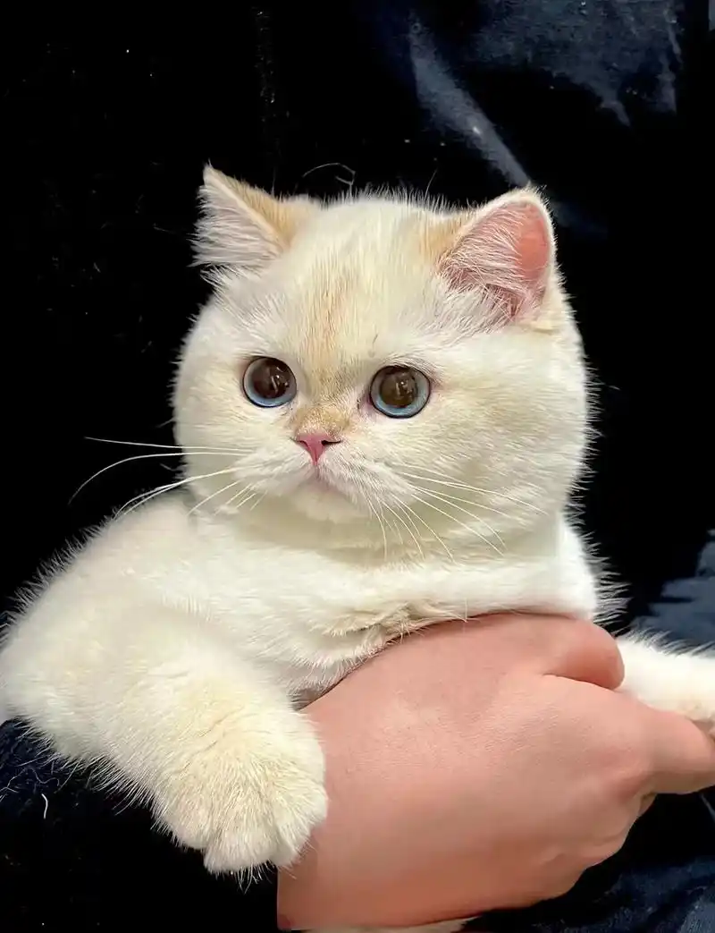 英短金点幼猫找铲屎官 目前一窝金点幼猫 - 抖音