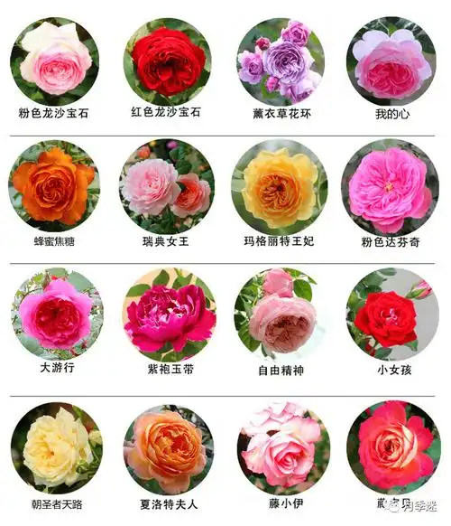 哪些月季品种开得又大又香?快加入这个圈子一起交流 |专题收藏