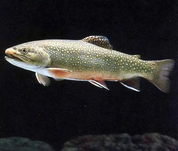 这是什么鱼啊,怎么做才好吃?