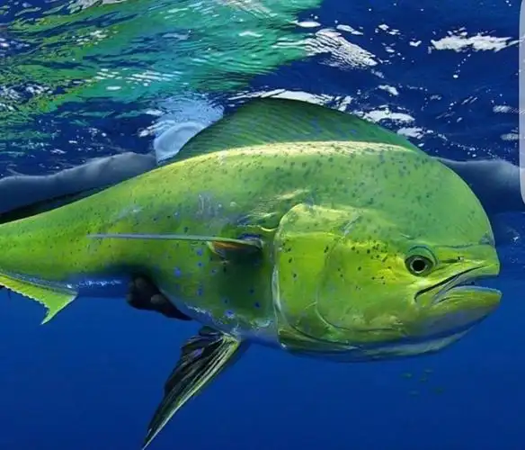 鲯鳅鱼,美丽而又奇特的大鱼