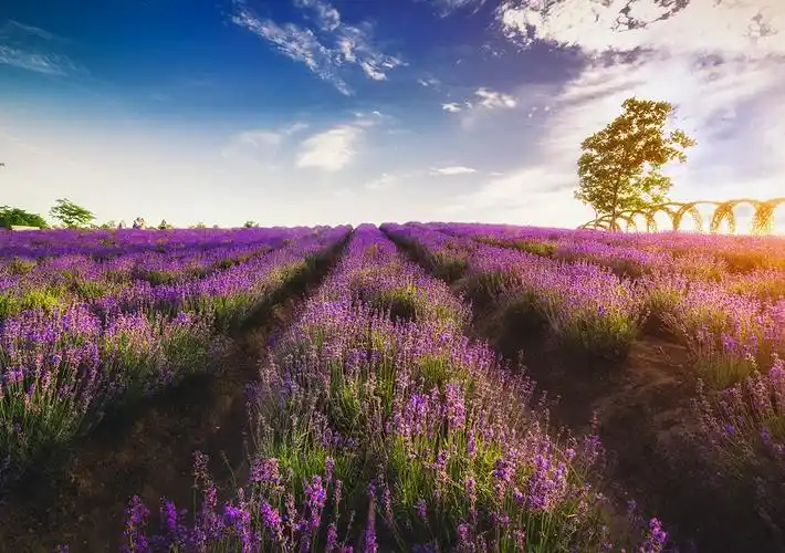 唯美花海意境图片大全花海摄影图片高清大图欣赏