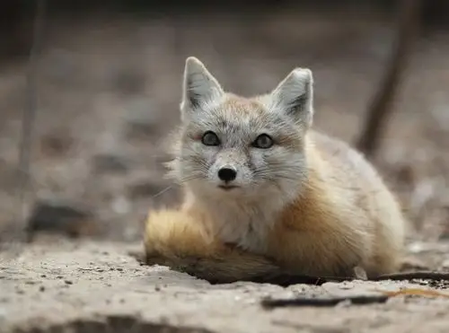 沙狐:兽纲,国家三级保护动物.