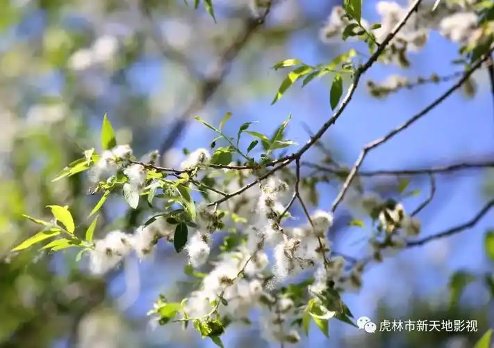 春天来了 柳絮开始向我们打起招呼来