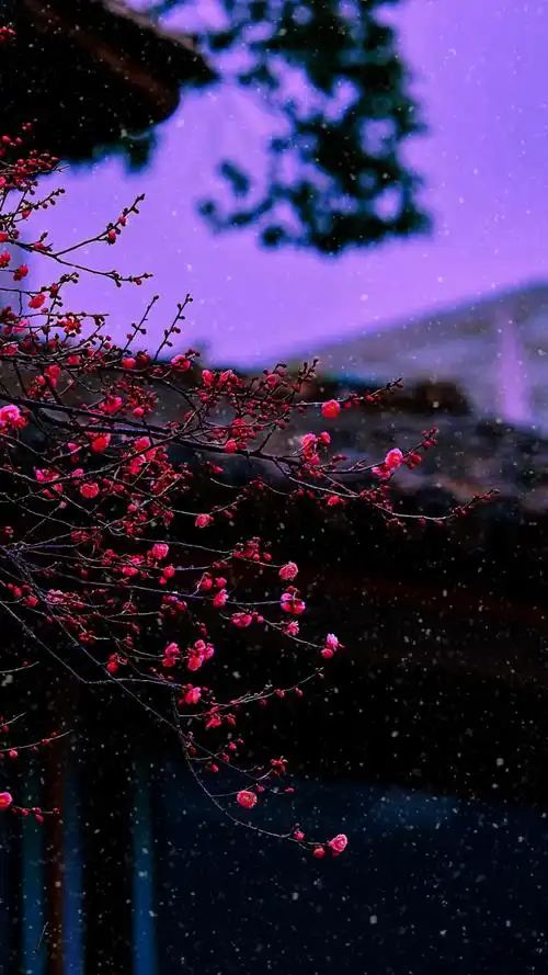 唯美意境～雪中梅花