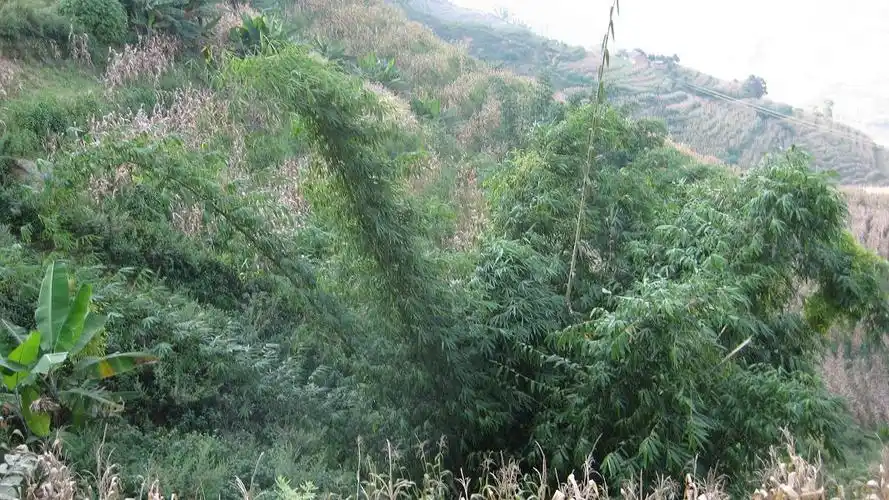 pinanga macroclada burret