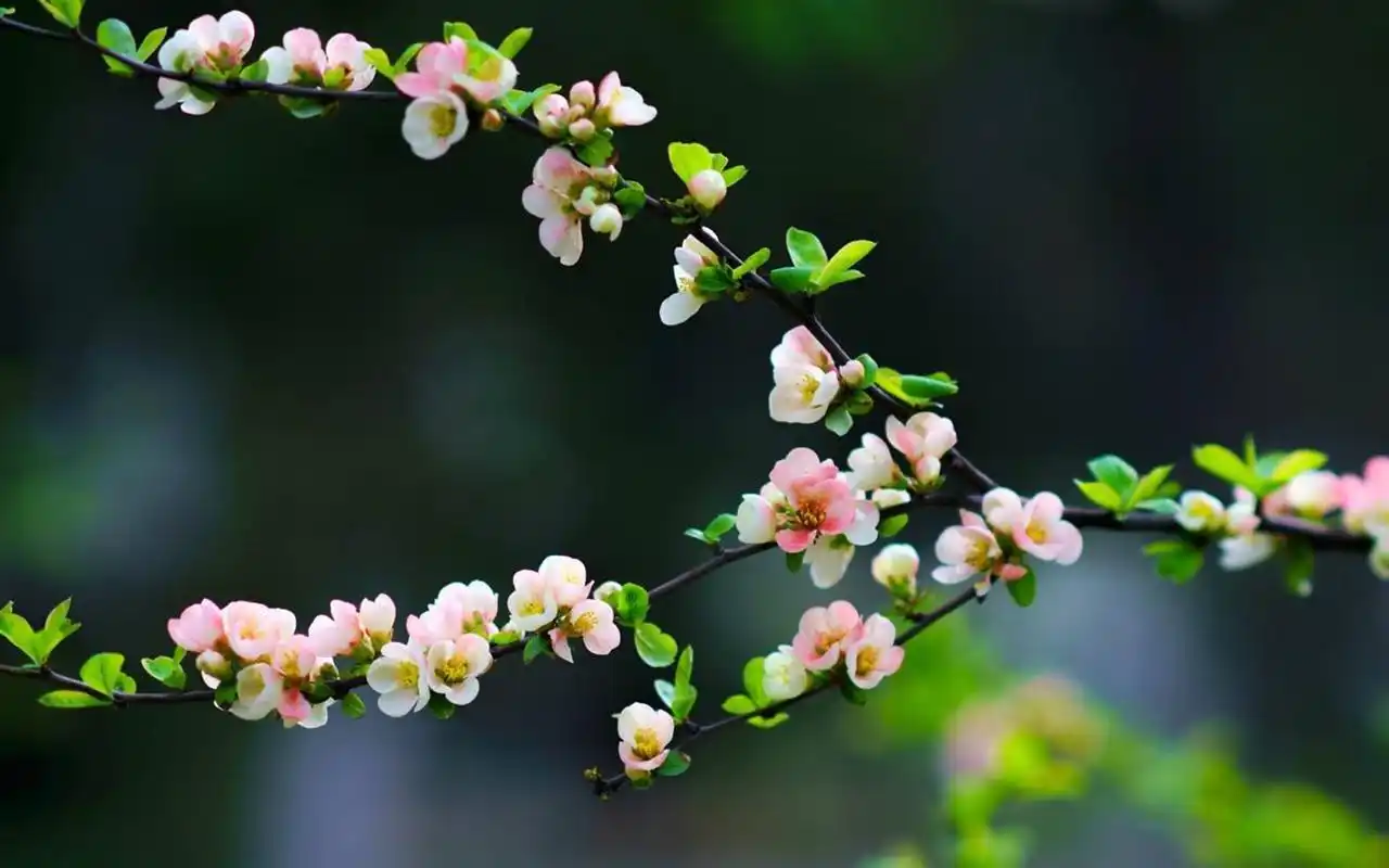 清新唯美海棠花高清桌面壁纸